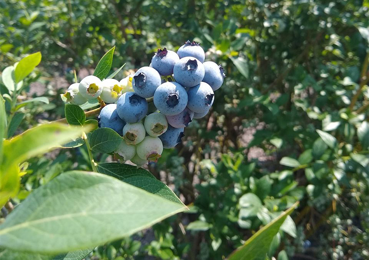 A berry good time: N.C. Blueberry Festival returns to Burgaw